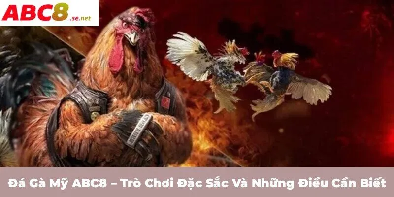 Đá gà mỹ ABC8 – Trò chơi đặc sắc và những điều cần biết